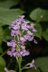 Small purple fringed orchid <BR>Lesser purple fringed orchid